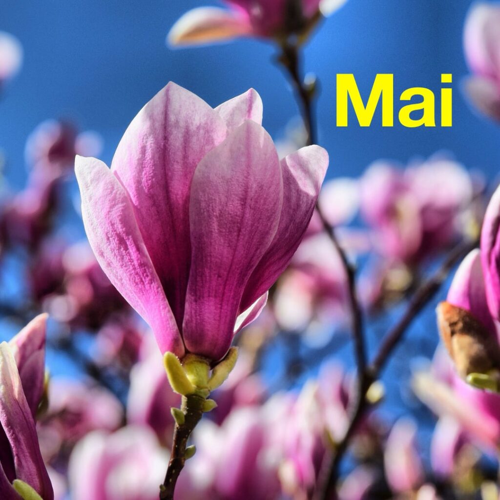 Das Bild zeigt Magnolien-Blüten vor einem blauen Himmel. Text: Mai.