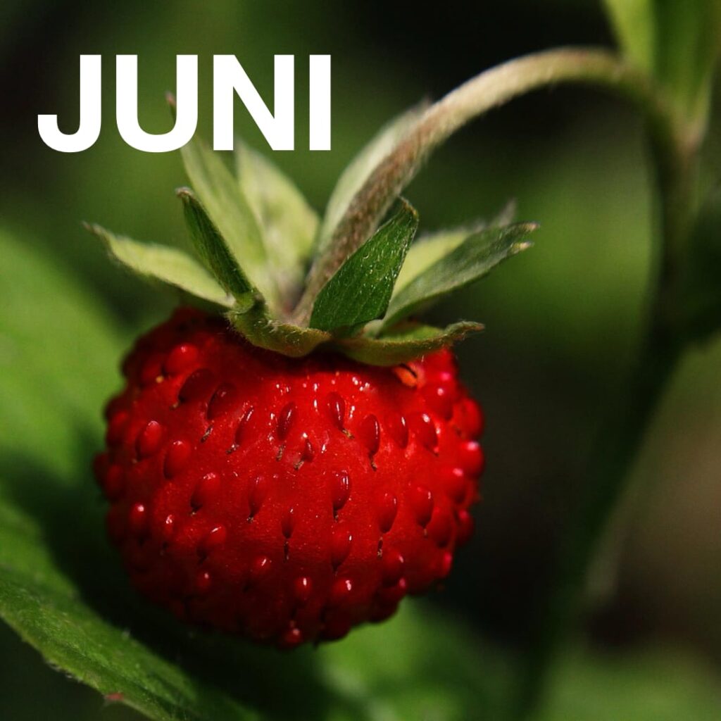 Bild zeigt eine reife und rote Wilderdbeere. Im Hintergrund, sind grüne Blätter zu sehen. Text: Juni.