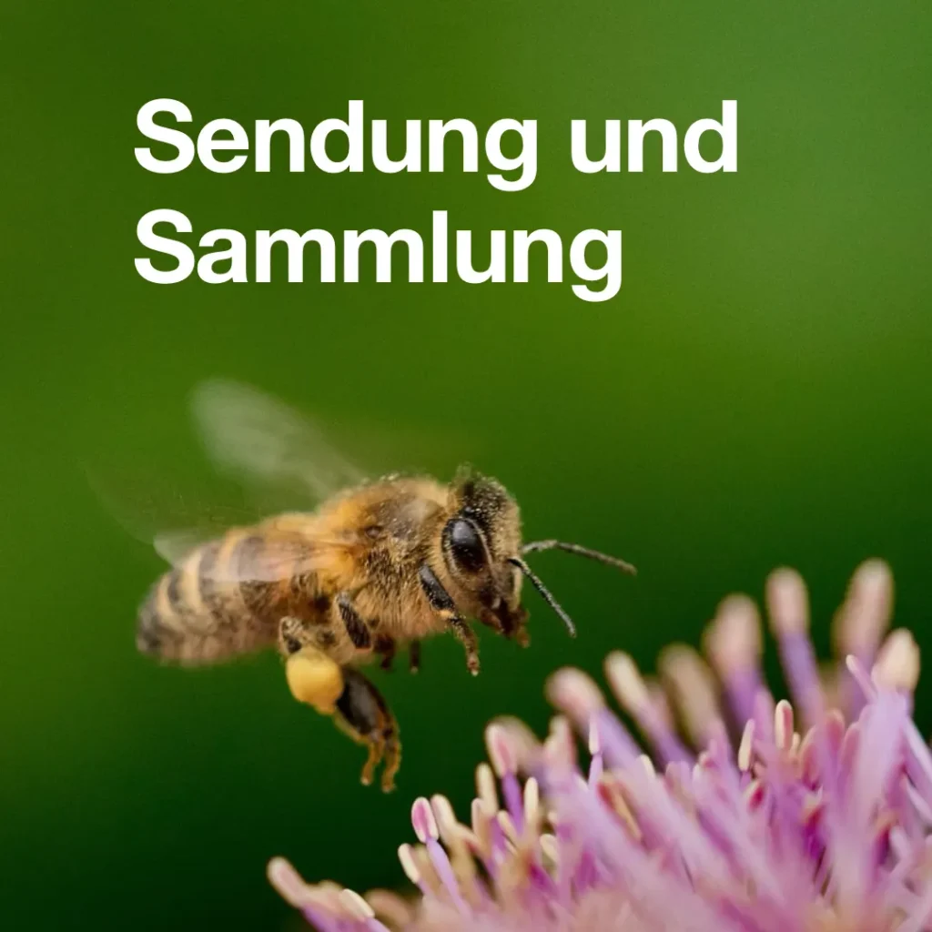 Bild zeigt eine Biene, die auf eine Blüte zufliegt. Text: Sendung und Sammlung.