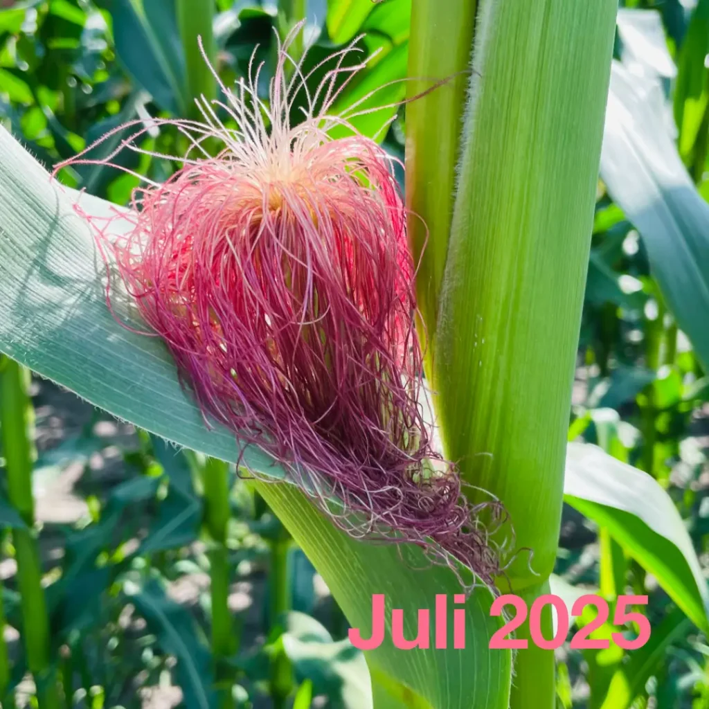 Das Bild zeigt eine blühende Maispflanze im Juli. Text: Juli 2025