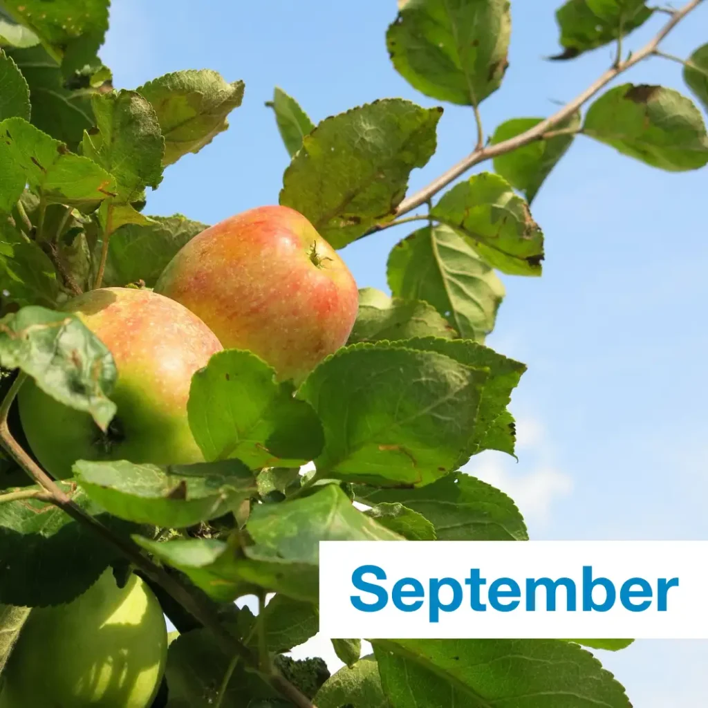 Das Bild zeigt zwei reife Äpfel, die an einem Apfelbaum hängen. Durch die Blätter hindurch ist blauer Hummel sichtbar. Text: September