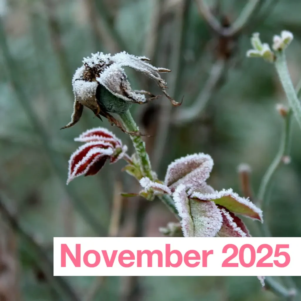 Das Bild zeigt einen Stengel einer Pflanze, deren Blätter von eisigem Frost eingehüllt sind. Text: "November 2025".