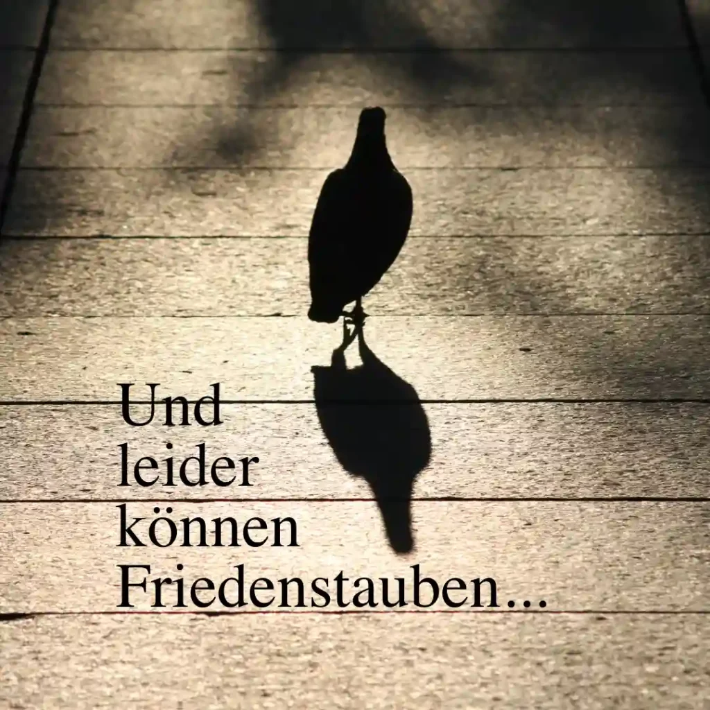 Das Bild zeigt eine Taube von hinten im Gegenlicht mit ihrem eigenen Schatten, auf einem Holzboden stehend. Text: "Und leider können Friedenstauben ...".